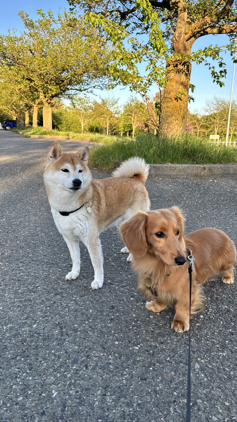 Deux chiens en balade encadrée pendant la journée de crèche à Toulouse
